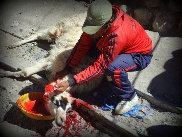 llama sacrifice