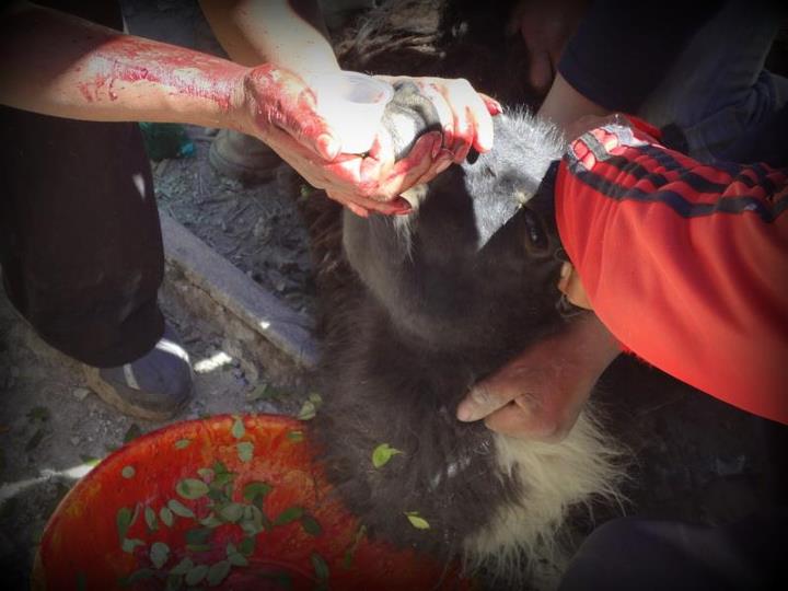 preparing the llama for sacrifice