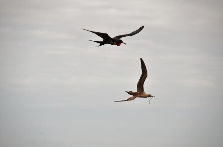 a frigate bird chasing another bird. Frigates steal food from others.