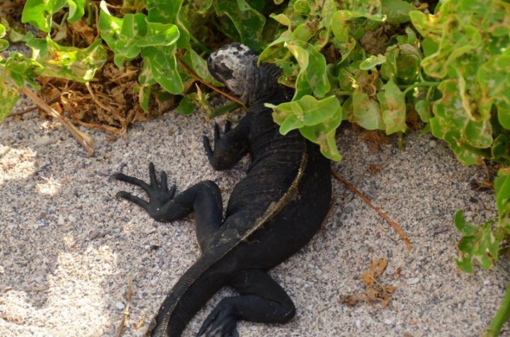 black iguana