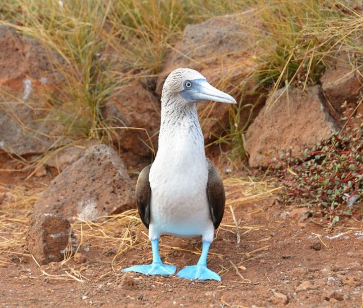 blue footed booby