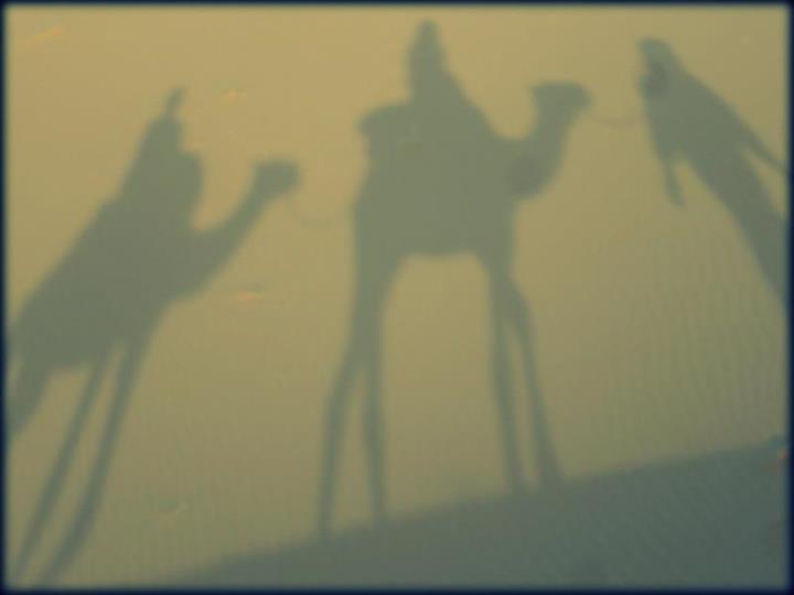 Camel trek in the Sahara Desert