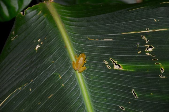 a cellphone frog, named because of the noise it makes