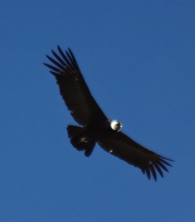 condor