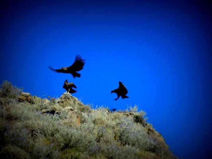 Condors at the Colca Canyon