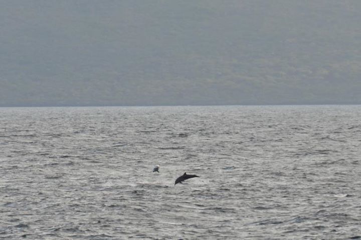 Dolphins!!  It was our last day sailing and our captain came out screaming "dolphins!"  "dolphins!"  (in spanish of course)