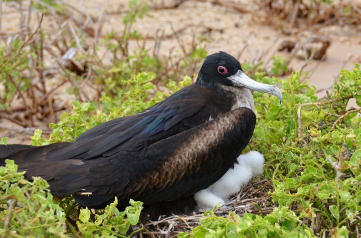 Female Frigate with baby