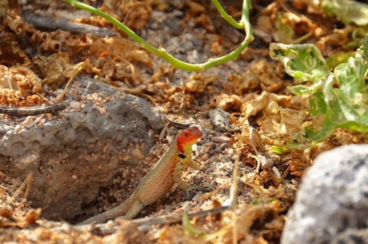 female lizard (wearing lipstick)