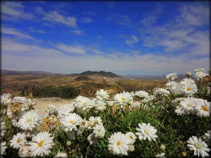 flowers at cretaceous park