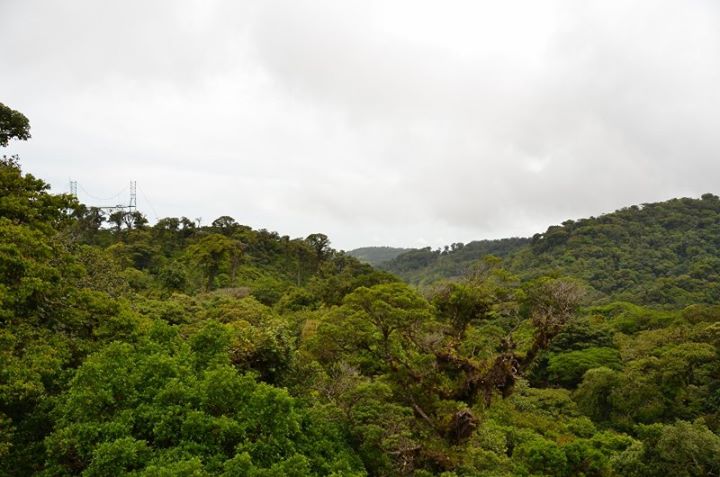 the forest canopy, though this photo didn't quite capture its awesomeness