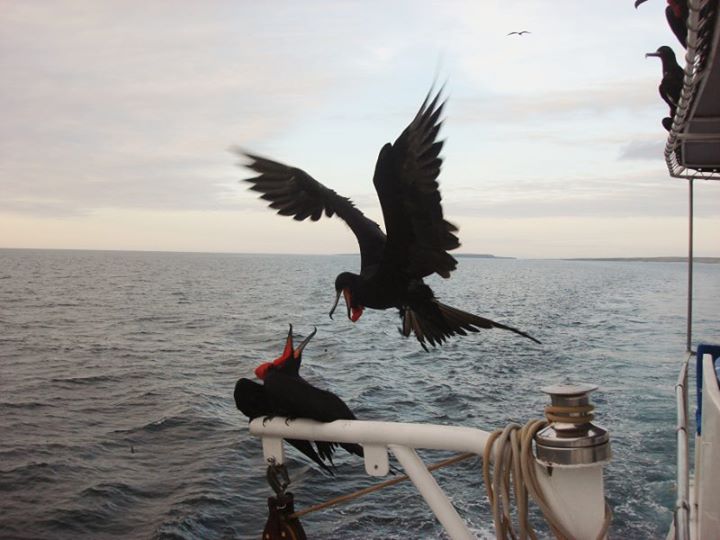 frigates on the boat