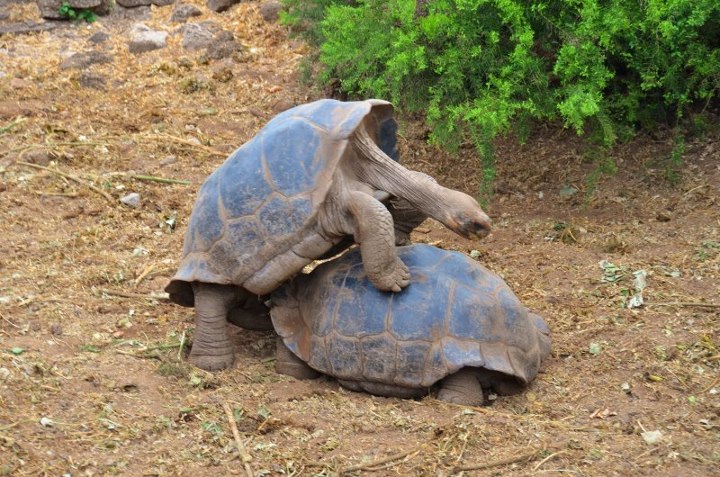Giant tortoises