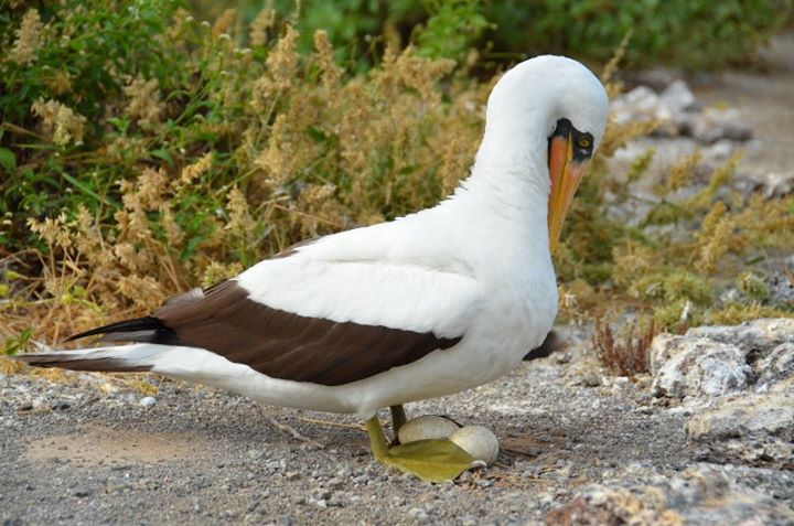Green footed booby