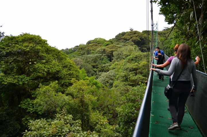 one of the hanging bridges in Monteverde forest