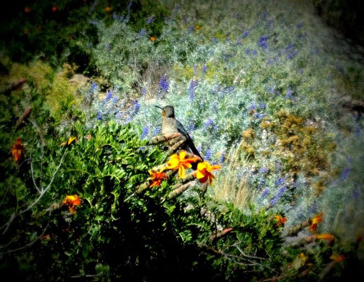 hummingbird
