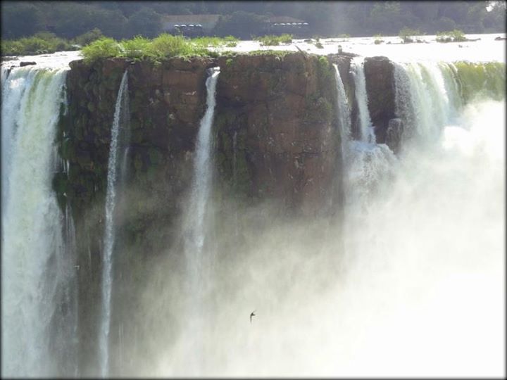 iguazu falls with bird