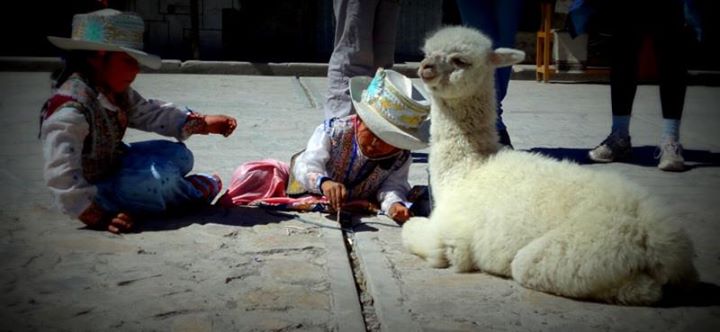 kids and llama