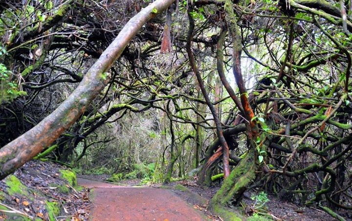 this trail to Lake Botos made me feel like Alice in Wonderland.