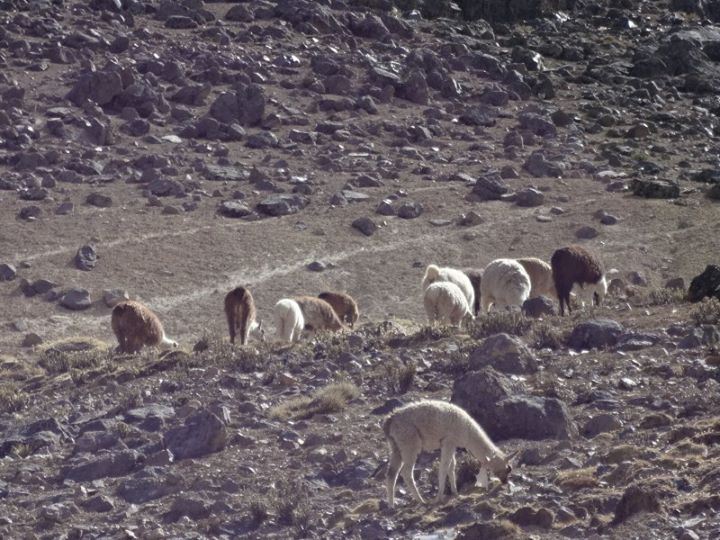 llamas and alpacas