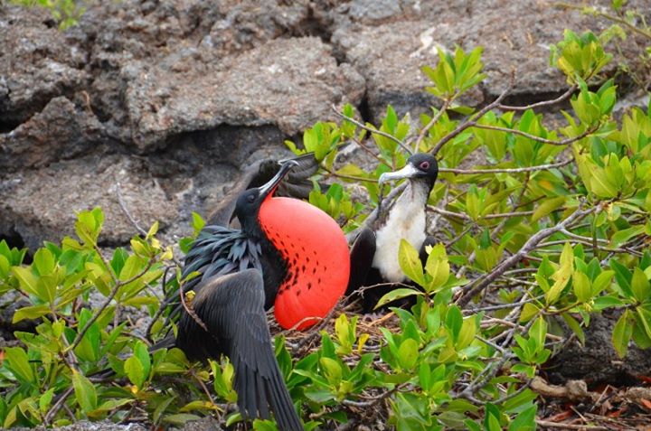 Male and female frigates. To find a mate the male blows up his red sac, the bigger the sac, the more chance he will attract a female. (Size matters!)