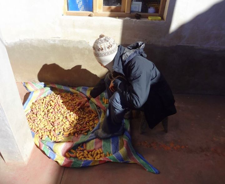 my chore in the island: sorting out the good Ocas (a type of potato) from the bad ones. We had it for lunch.