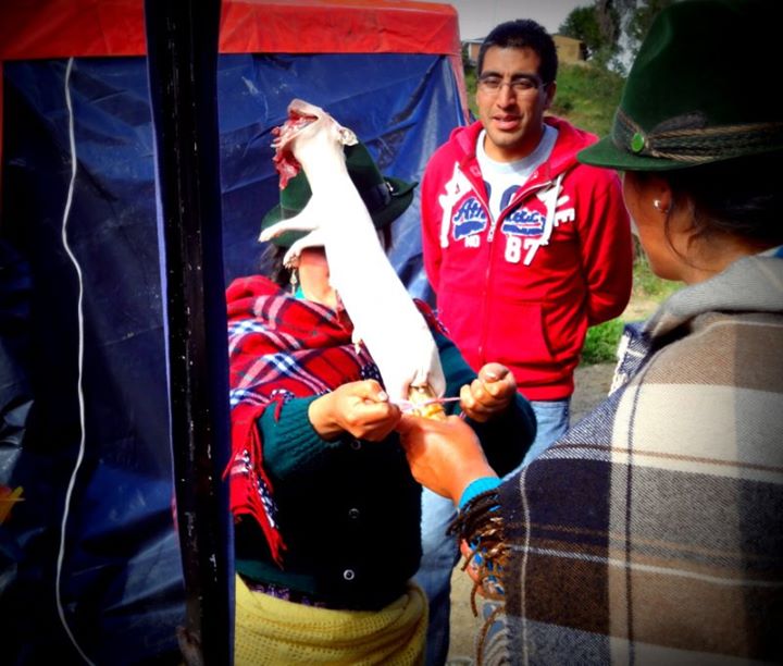 my cuy getting ready for roasting