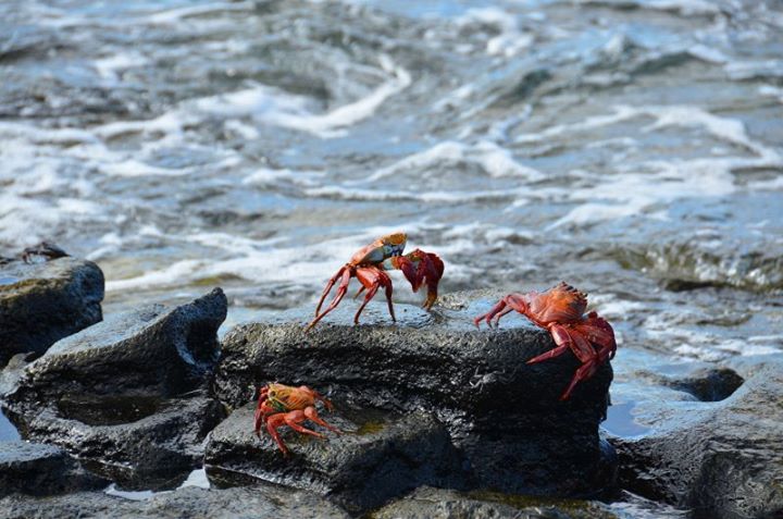 orange crabs. They were practically in every island I visited.