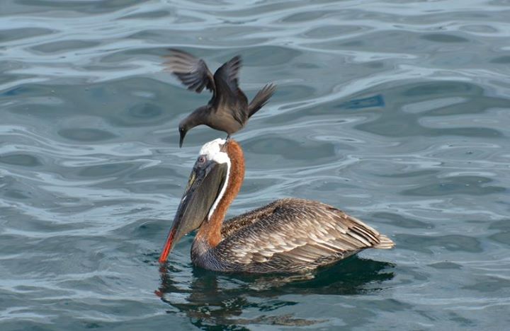 pelican and friend