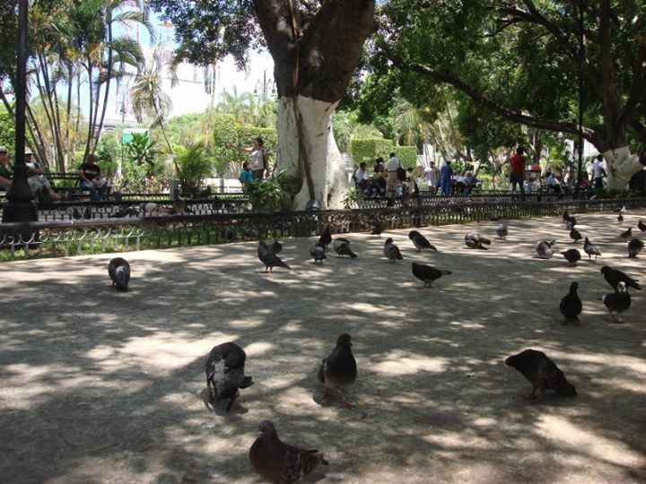 pigeons
