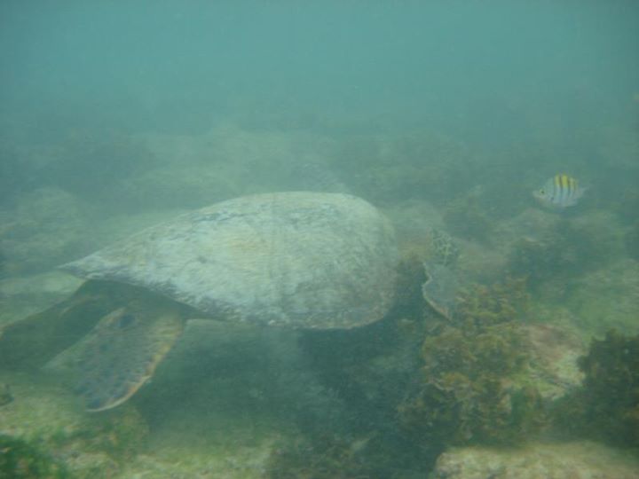 sea turtle