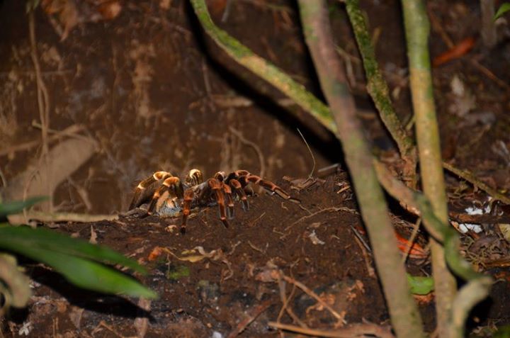 I had goose bumps seeing this tarantula come out of its hole.