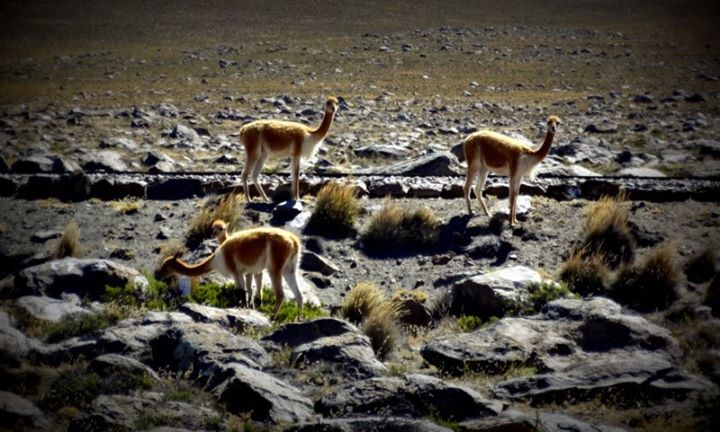 vicuñas
