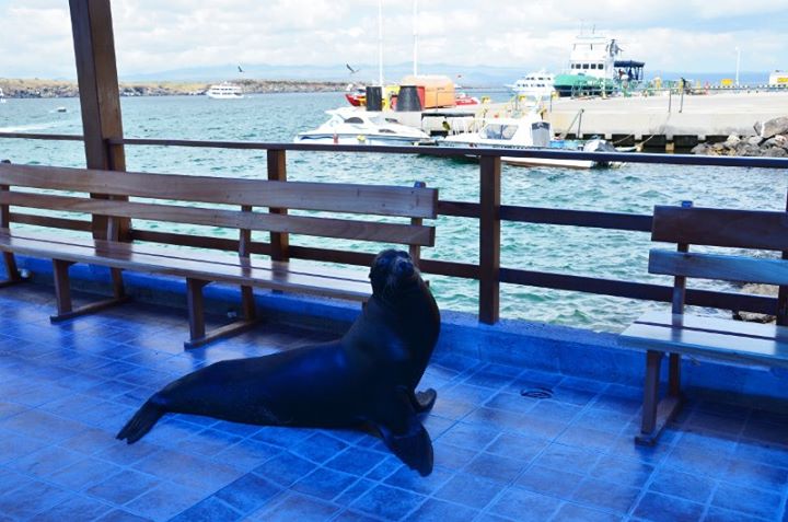 the welcome sea lion at the dock :-)
