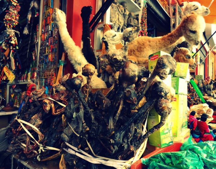 witch market dried llama