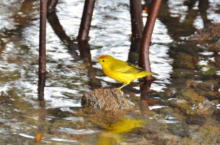 yellow warbler
