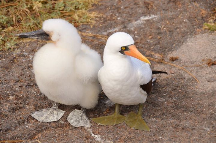 a young green footed booby on the left (their feet don't have color until they're grown). To the right is an adult green footed booby.