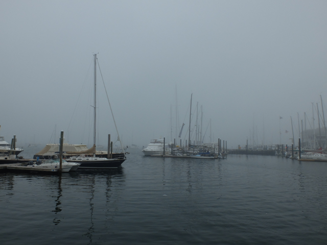 newport fog