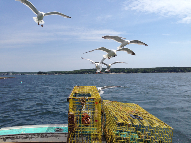seagulls and lobster traps