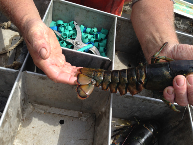 v-notched lobster tail