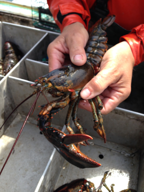 one-clawed lobster